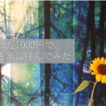 【森林浴の効果は?】たった1000円の雑貨で森を室内に呼んでみた。
